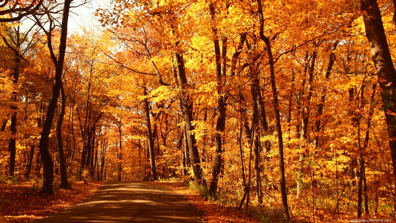 Path Through Autumn Forest — Orange, Serene, Photograph, Trees, Leaves, Road, Yellow