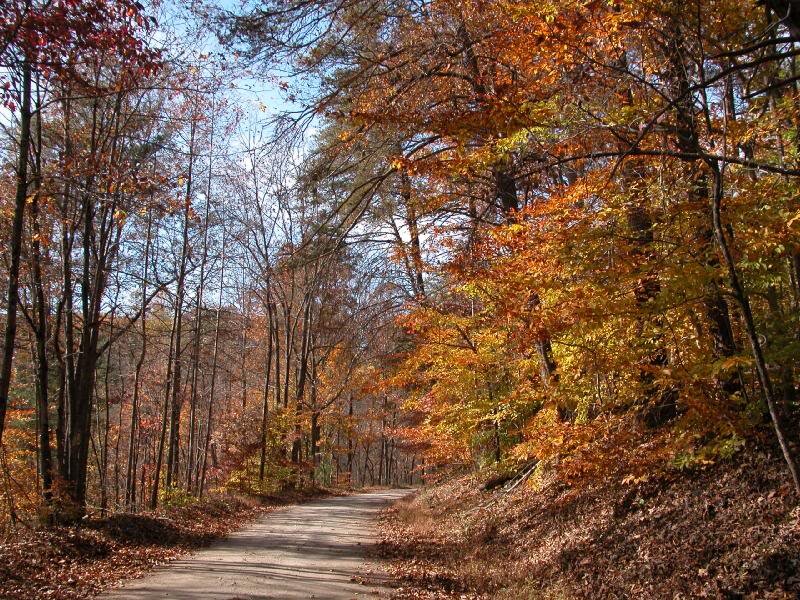 Path Through Autumn Forest — Orange, Serene, Photograph, Trees, Leaves, Sky
