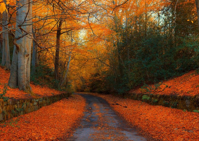 Path Through Autumn Forest — Orange, Serene, Photograph, Trees, Leaves, Stone Wall