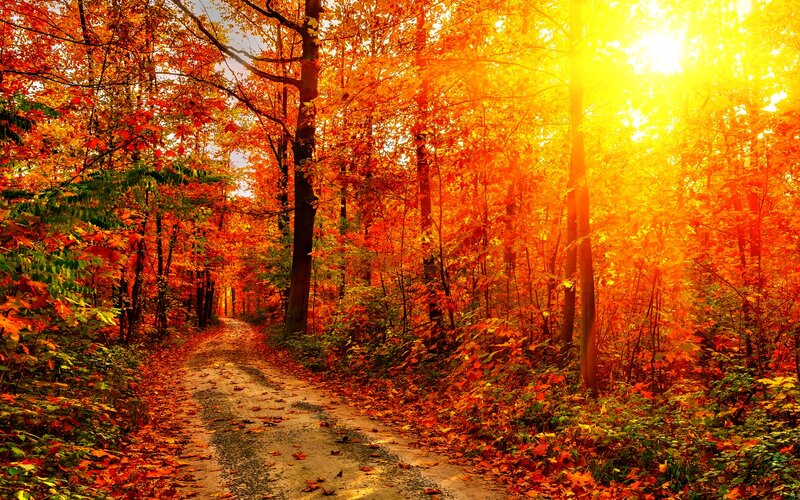 Path Through Autumn Forest — Orange, Serene, Photograph, Trees, Leaves, Sun