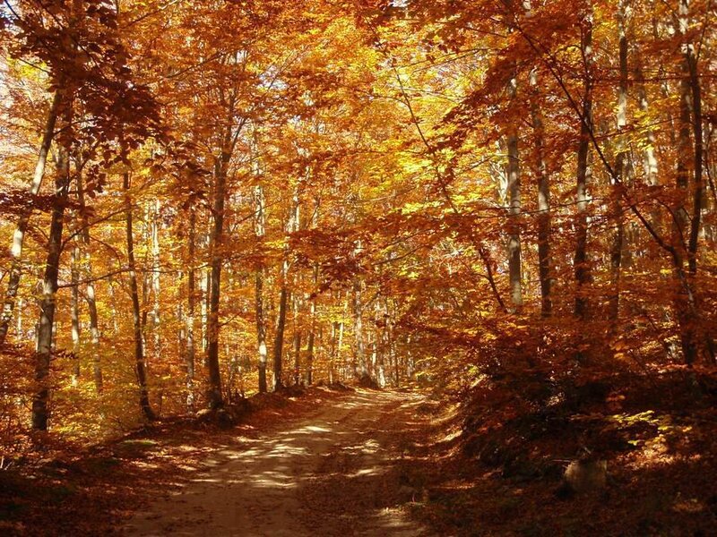 Path Through Autumn Forest — Orange, Serene, Photograph, Trees, Leaves, Sunlight