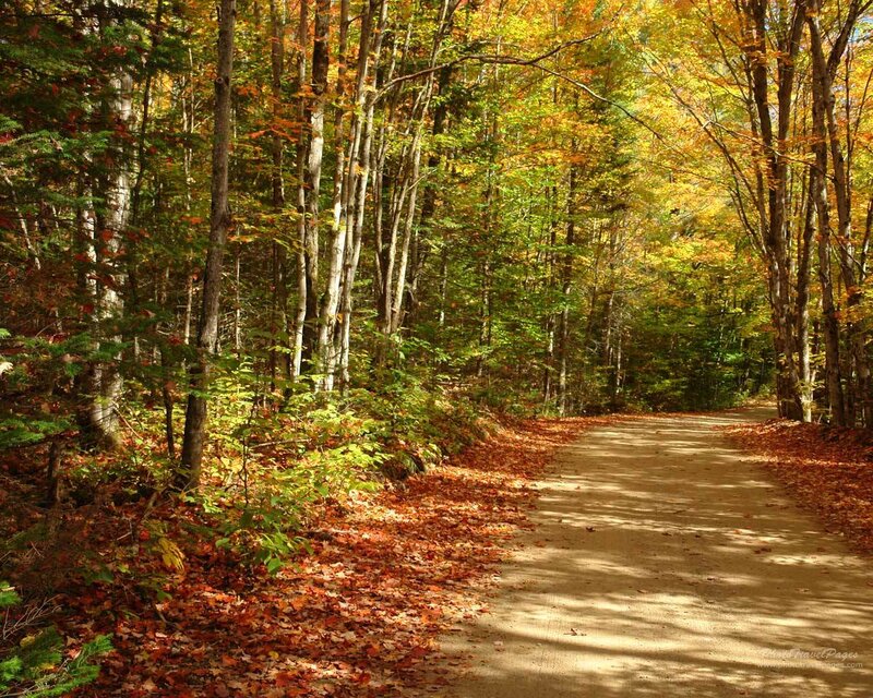 Path Through Autumn Forest — Orange, Serene, Photograph, Trees, Leaves