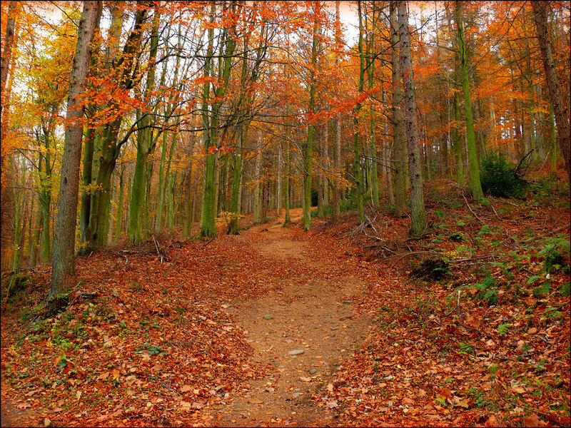 Path Through Autumn Forest — Orange, Serene, Photograph, Trees, Leaves, Trail, Brown, Green
