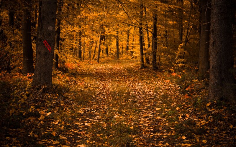 Path Through Autumn Forest — Orange, Serene, Photograph, Trees, Leaves, Trail, Brown, Yellow, Red Trail Marker