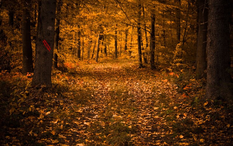 Path Through Autumn Forest — Orange, Serene, Photograph, Trees, Leaves, Trail, Brown, Yellow