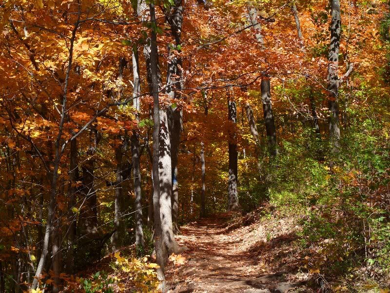 Path Through Autumn Forest — Orange, Serene, Photograph, Trees, Leaves, Trail