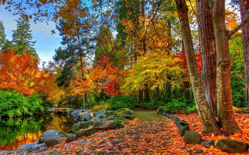 Path Through Autumn Forest — Orange, Serene, Photograph, Trees, Pond
