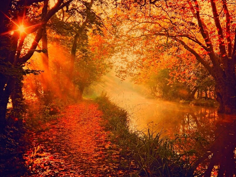 Path Through Autumn Forest — Orange, Serene, Photograph, Trees, River, Sunlight