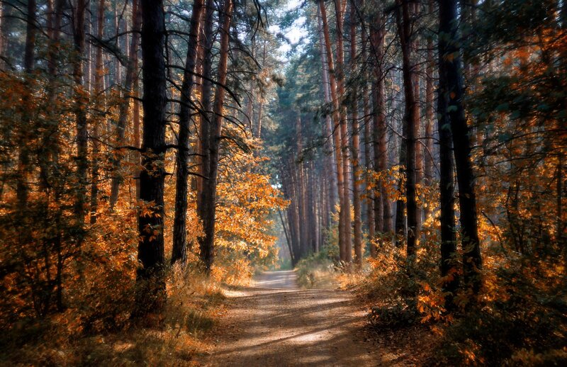Path Through Autumn Forest — Orange, Serene, Photograph, Trees, Sunlight, Dirt Path