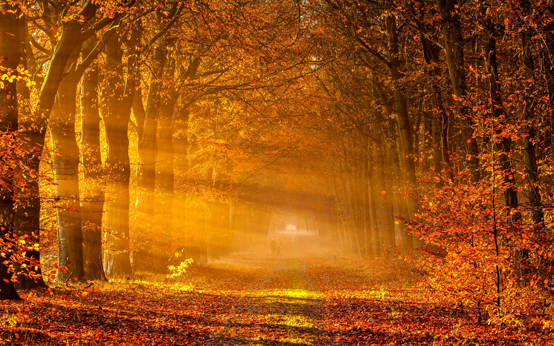 Path Through Autumn Forest — Orange, Serene, Photograph, Trees, Sunlight, Fallen Leaves