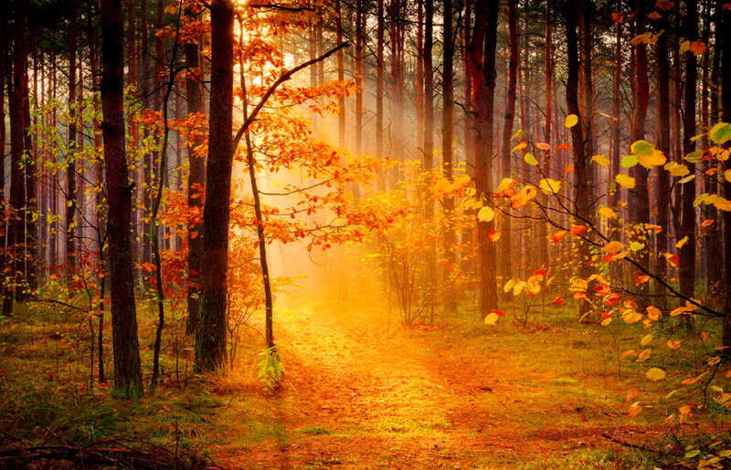 Path Through Autumn Forest — Orange, Serene, Photograph, Trees, Sunlight, Leaves