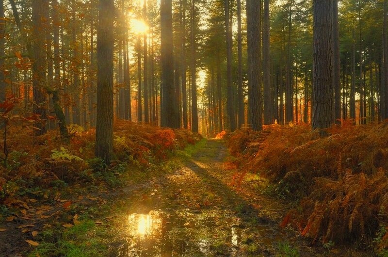 Path Through Autumn Forest — Orange, Serene, Photograph, Trees, Sunlight, Mud Puddle