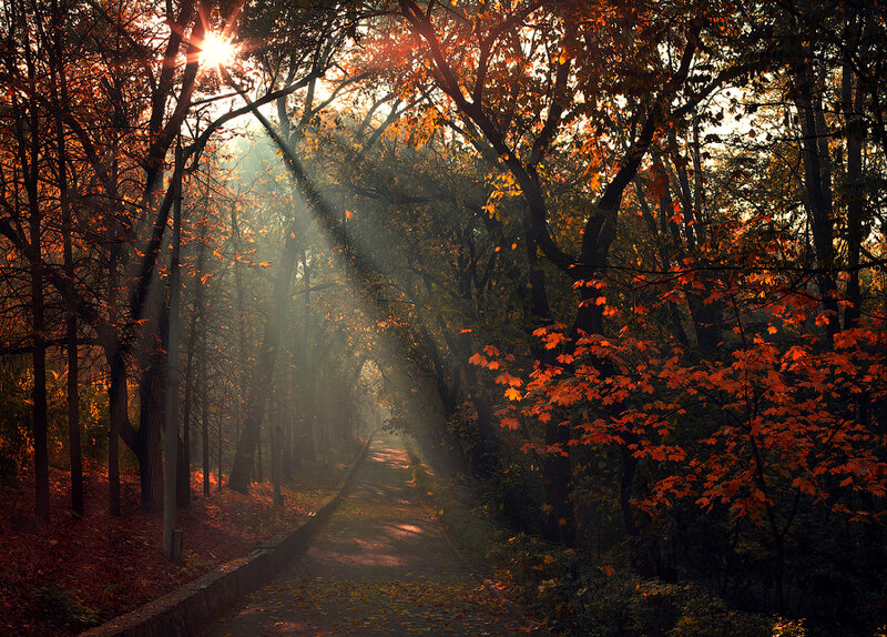 Path Through Autumn Forest — Orange, Serene, Photograph, Trees, Sunlight