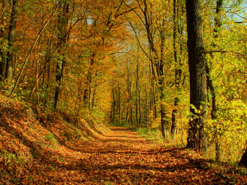 Path Through Autumn Forest — Orange, Serene, Photograph, Trees