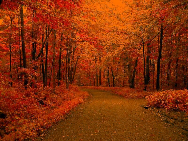 Path Through Autumn Forest — Orange, Serene