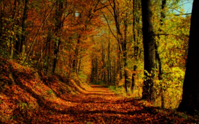 Path Through Autumn Forest — Orange