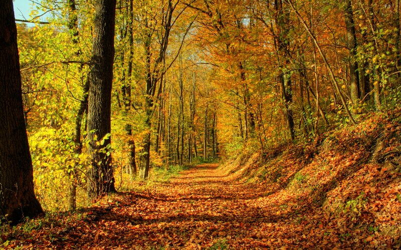 Path Through Autumn Forest — Orange, Trees