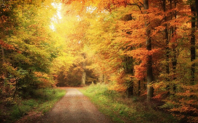 Path Through Autumn Forest — Photograph, Green
