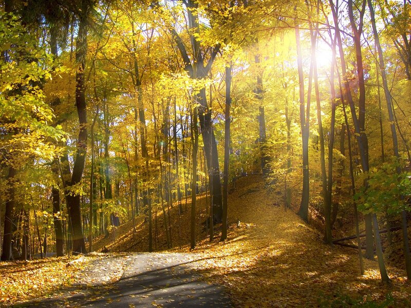 Path Through Autumn Forest — Photograph, Leaves