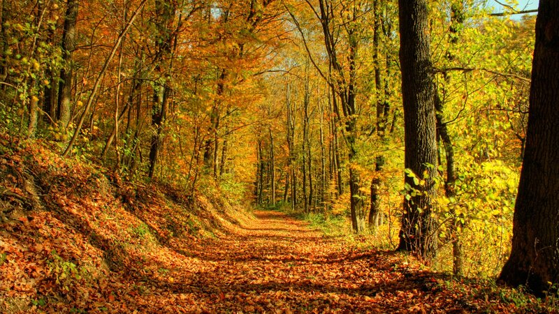 Path Through Autumn Forest — Photograph, Trees