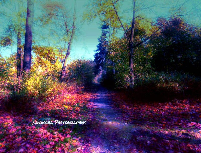 Path Through Autumn Forest — Purple, Serene