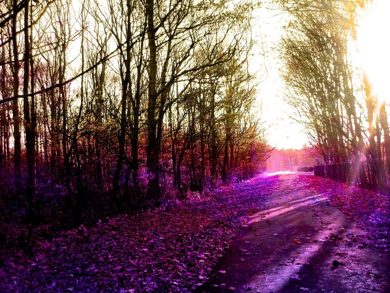 Path Through Autumn Forest — Purple