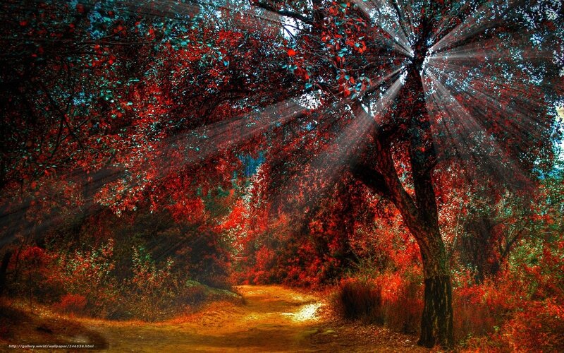 Path Through Autumn Forest — Red, Dramatic, Digital Art, Trees, Sunlight, Leaves
