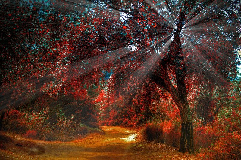 Path Through Autumn Forest — Red, Dramatic, Digital Art, Trees, Sunlight