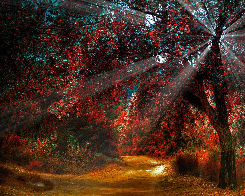 Path Through Autumn Forest — Red, Dramatic, Digital Art, Trees