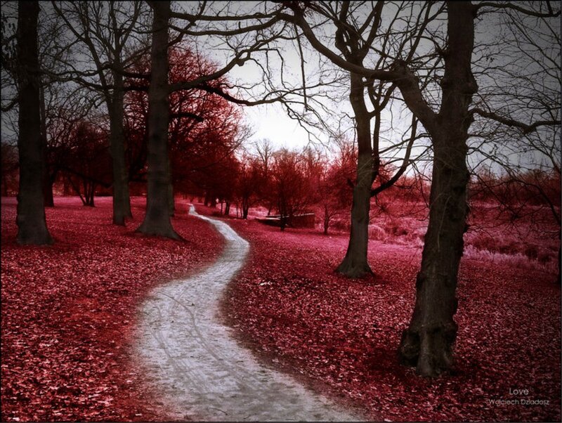 Path Through Autumn Forest — Red, Dramatic, Photograph, Trees, Leaves