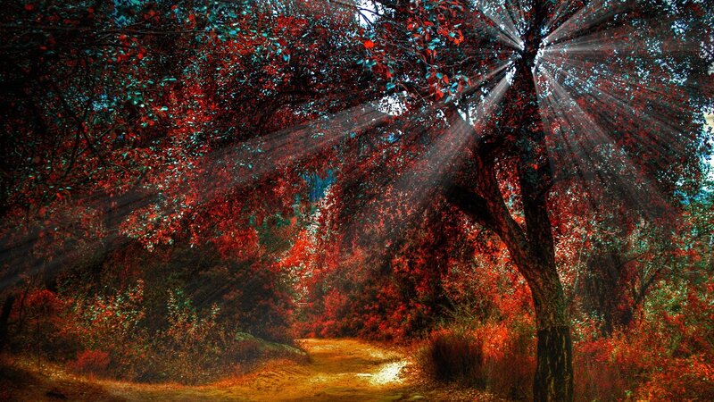 Path Through Autumn Forest — Red, Dramatic, Photograph, Trees, Sunbeams, Brown