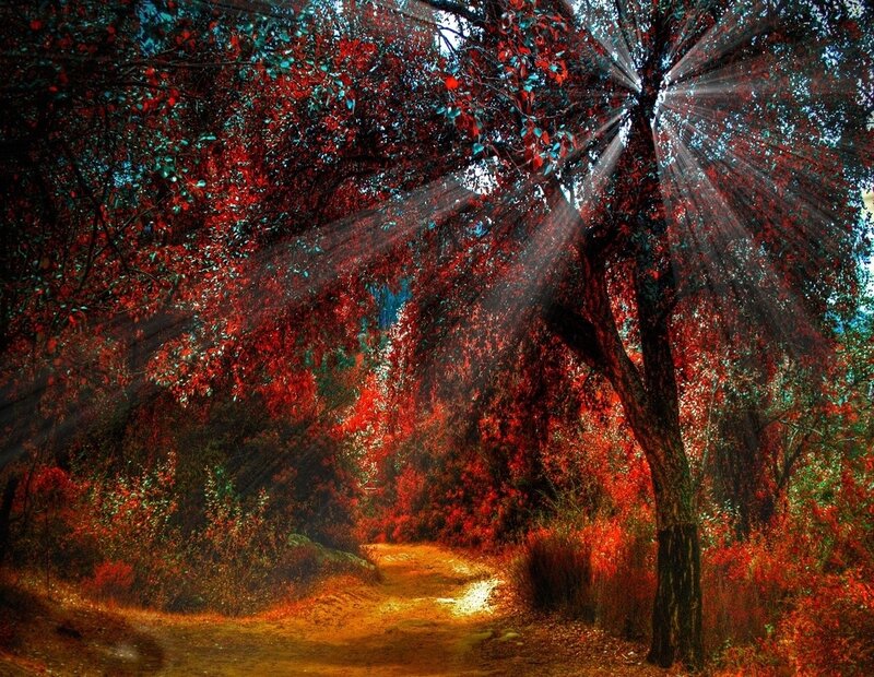 Path Through Autumn Forest — Red, Dramatic