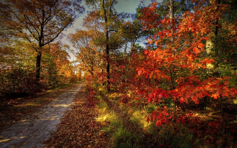 Path Through Autumn Forest — Red, Leaves