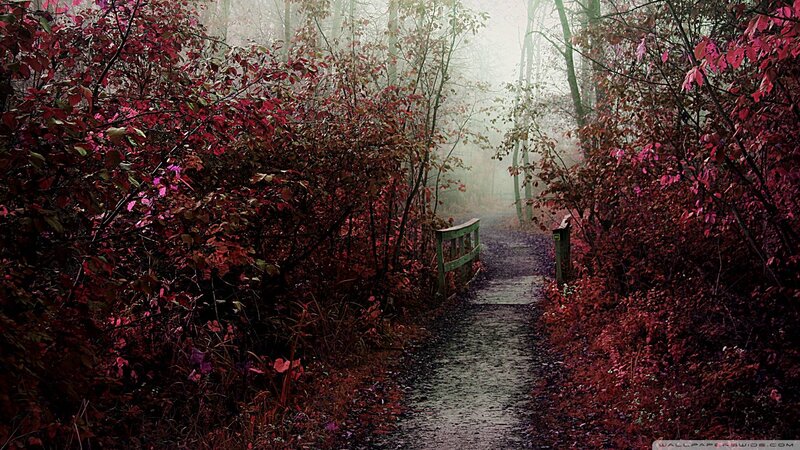 Path Through Autumn Forest — Red, Misty, Photograph, Bridge