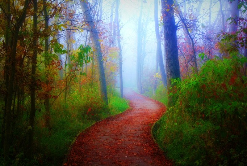 Path Through Autumn Forest — Red, Misty, Photograph