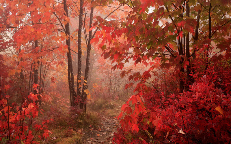 Path Through Autumn Forest — Red, Misty, Photograph, Trees, Fog, Leaves, Trail