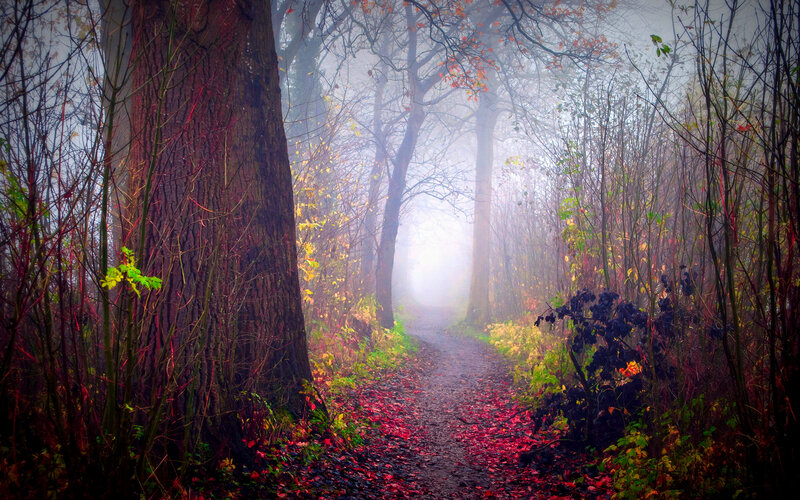 Path Through Autumn Forest — Red, Misty, Photograph, Trees, Fog