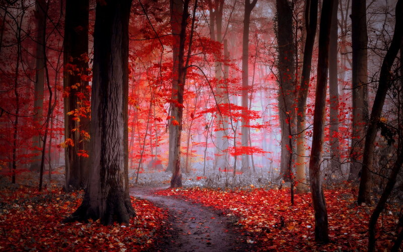 Path Through Autumn Forest — Red, Misty, Photograph, Trees, Leaves