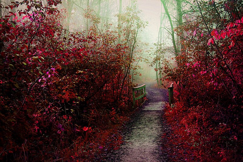 Path Through Autumn Forest — Red, Misty, Photograph, Trees