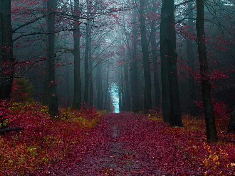 Path Through Autumn Forest — Red, Misty