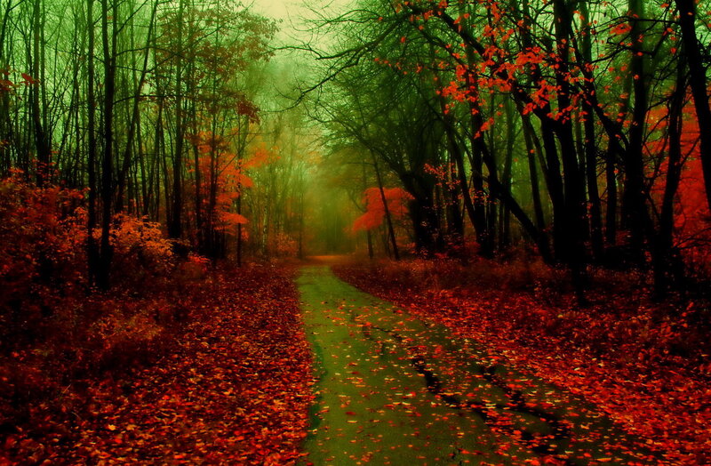 Path Through Autumn Forest — Red, Mysterious, Photograph