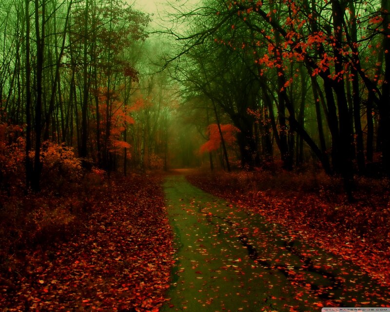 Path Through Autumn Forest — Red, Mysterious, Photograph, Trees, Leaves