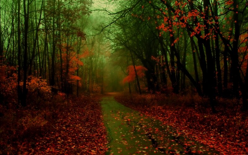 Path Through Autumn Forest — Red, Mysterious, Photograph, Trees