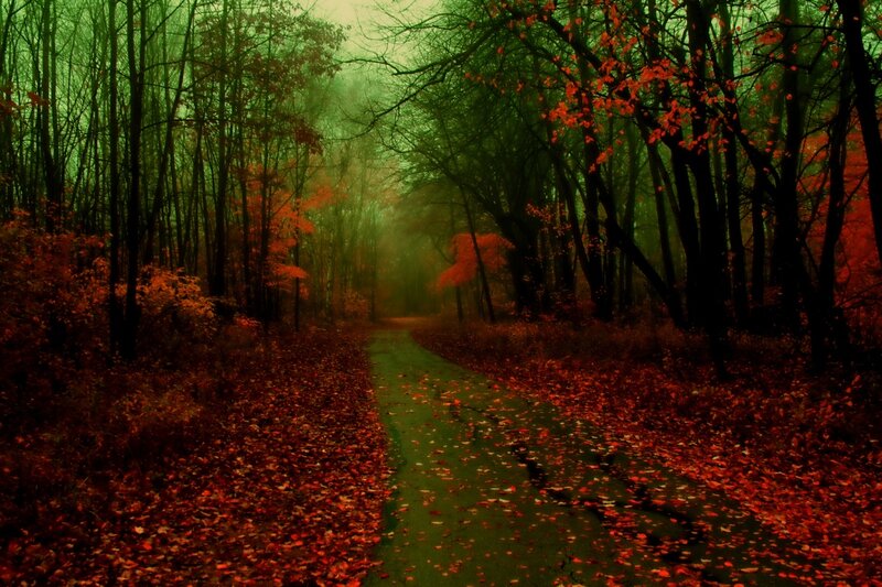 Path Through Autumn Forest — Red, Mysterious
