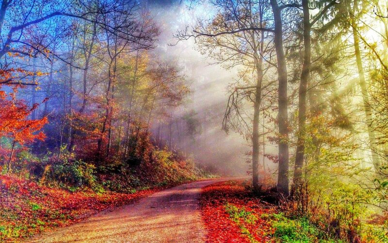 Path Through Autumn Forest — Red, Serene, Morning, Photograph