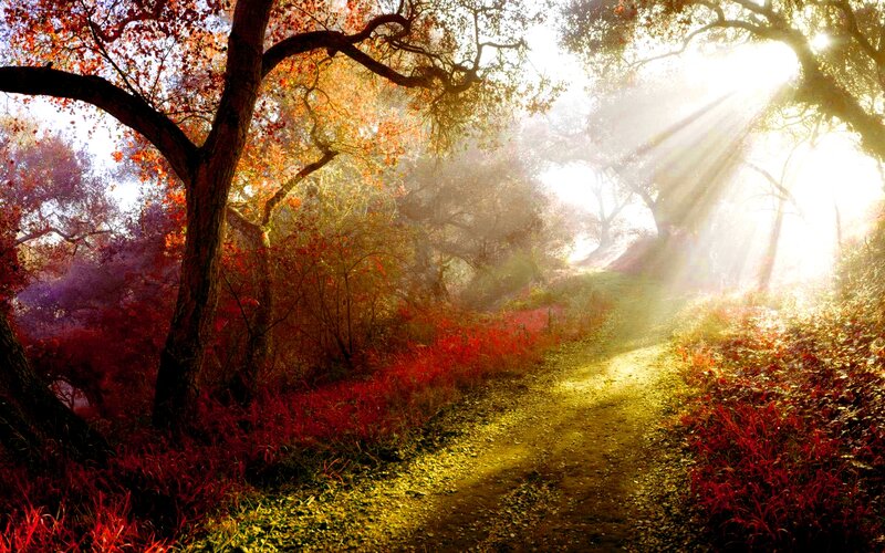 Path Through Autumn Forest — Red, Serene, Morning