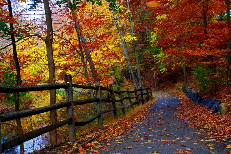Path Through Autumn Forest — Red, Serene, Photograph, Fence