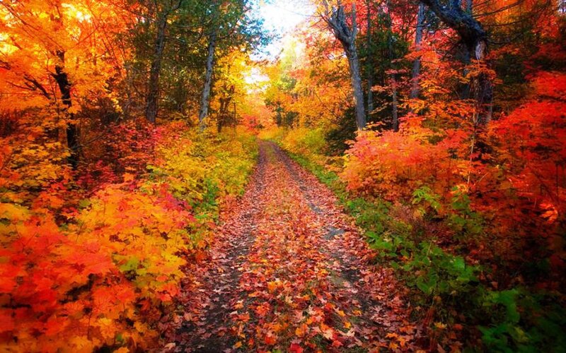 Path Through Autumn Forest — Red, Serene, Photograph