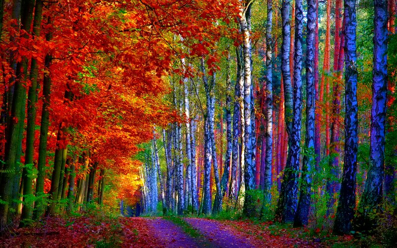 Path Through Autumn Forest — Red, Serene, Photograph, Trees, Fallen Leaves, Forest Path