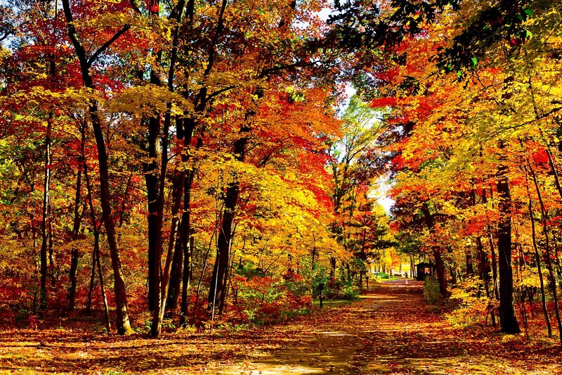 Path Through Autumn Forest — Red, Serene, Photograph, Trees, Fallen Leaves, Sunlight